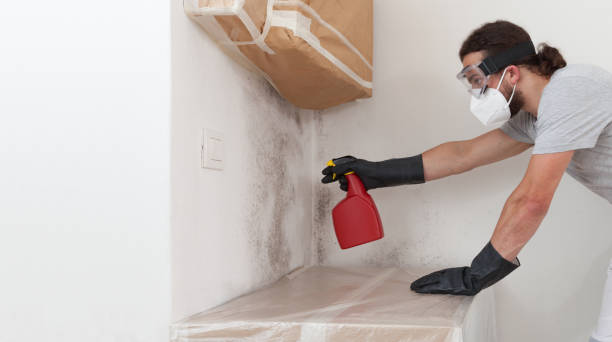 Basement Mold Remediation treatment on basement walls in Wilson